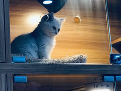 -喵百万·布偶·蓝金金渐层英短·猫舍(百子湾店)