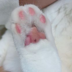 -飛凡TATTOO纹身•原创