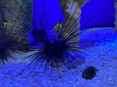 -上海海洋水族馆