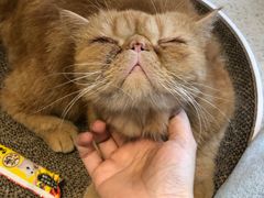 -飞行喵MR PILOT|猫舍·猫咖(静安大融城店)