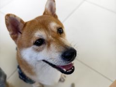 -怪兽屋·羊驼·猫咖·狗咖(俊华广场店)