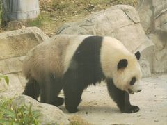 -武汉动物园