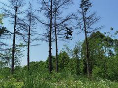 -桤木河湿地公园