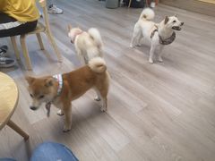 -柴迷FANS CLUB·柴犬狗咖·猫咖