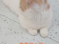 -喵园·猫主题咖啡厅·撸猫·猫咖(国贸店)