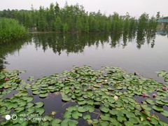-白鹭湾湿地公园