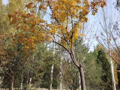 -回龙观体育文化公园