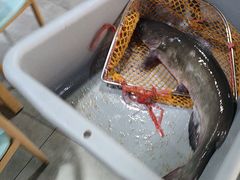 -金三可市井水煮鱼(金碧园店)