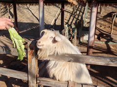 -北京鹿世界主题园