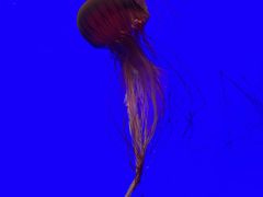 -上海海洋水族馆