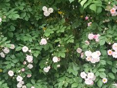 -上海市民办新华初级中学