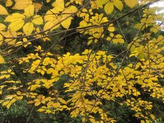 -广州白江湖森林公园