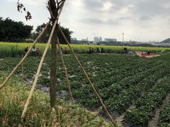 -光明小镇欢乐田园
