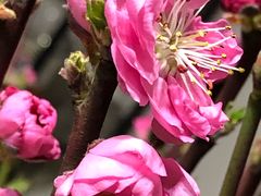 桃花-盒马鲜生(金桥国际广场店)