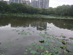 -新江湾城公园
