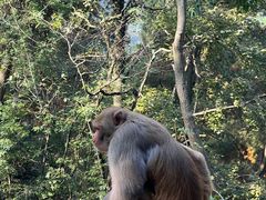 -黔灵山公园