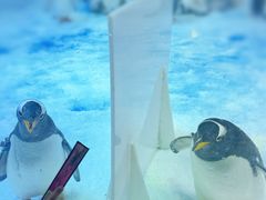 -芜湖新华联大白鲸海洋公园
