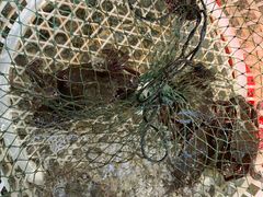 -南蚝小贝海鲜特色餐厅(南澳岛店)