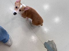 -共舞时光猫咖·狗咖(新街口店)