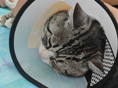 -瑞派·关忠动物医院·猫专科·犬专科(三环新城店)