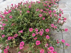 -北京大学百年讲堂