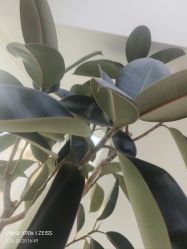 -HEYAN荷妍专业脱毛连锁机构