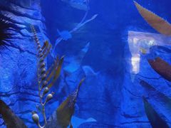 -悉尼海洋生物水族馆