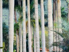 -深圳仙湖植物园