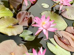 -国家植物园南园