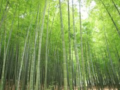 -宜兴龙背山森林公园