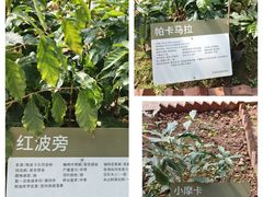 -Torch Coffee 炬点咖啡