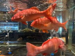 -许家菜(望江店)