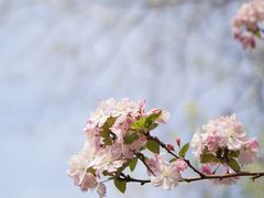 -海棠花溪(元大都城垣遗址公园)