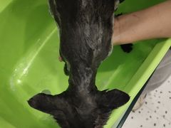 -BABIT巴比特宠物(MOMOPARK店)