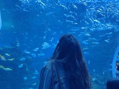 -海合安成都极地海洋公园