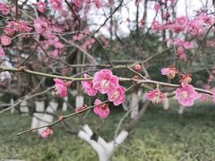 -青枫公园