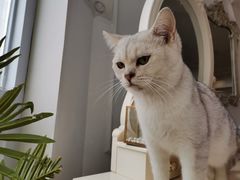 -共舞时光猫咖·狗咖(新街口店)