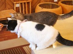 -MOCHA明星猫咖(田子坊店)