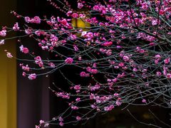 -慧因高丽寺
