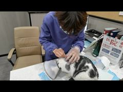 -半岛宠物医院24小时(西派城店)