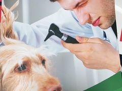 -爱侣宠医·鹦鹉专科·小型哺乳类·异宠专科(灵石路店)