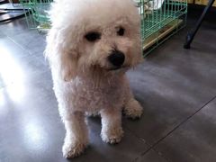 -美联众合宠物医院·爱萌分院·内外科·猫科中心