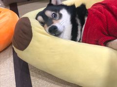 -逗柴咖啡屋·狗咖猫咖宠物桌游