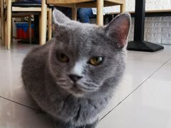 -平行世界·猫咖(首经贸店)