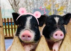 -萌宠亲子动物乐园(槐房万达店)