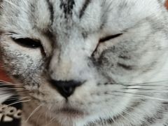 -糯米喵星人总部直营旗舰店·猫舍·幼猫出售