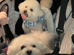 -帕帕拉兹宠物(亚洲旗舰店)