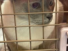 -美联众合动物医院(·中兽医·疑难杂症·严家桥分院)