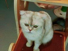 -飞行喵MR PILOT|猫舍·猫咖(静安大融城店)
