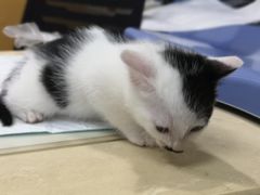 -美联众合动物医院(·中兽医·疑难杂症·严家桥分院)